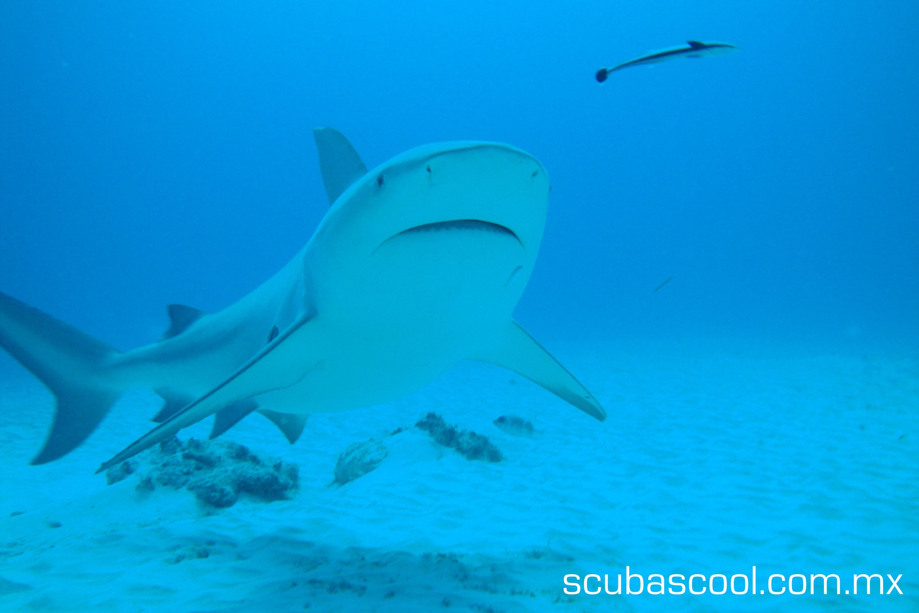 bull shark diving playa del carmen. mexico