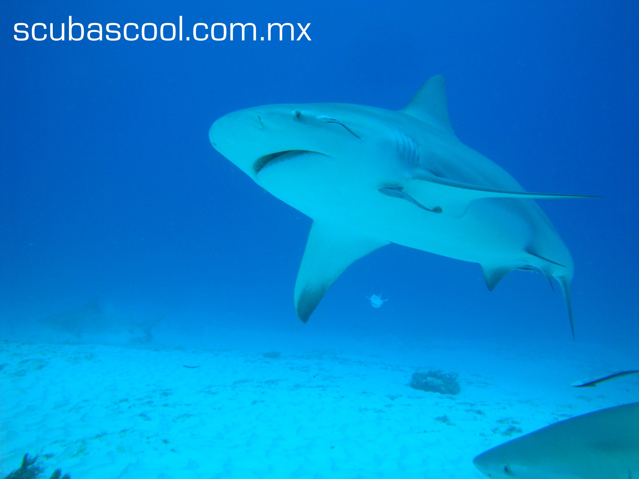 bull shark diving playa del carmen. mexico