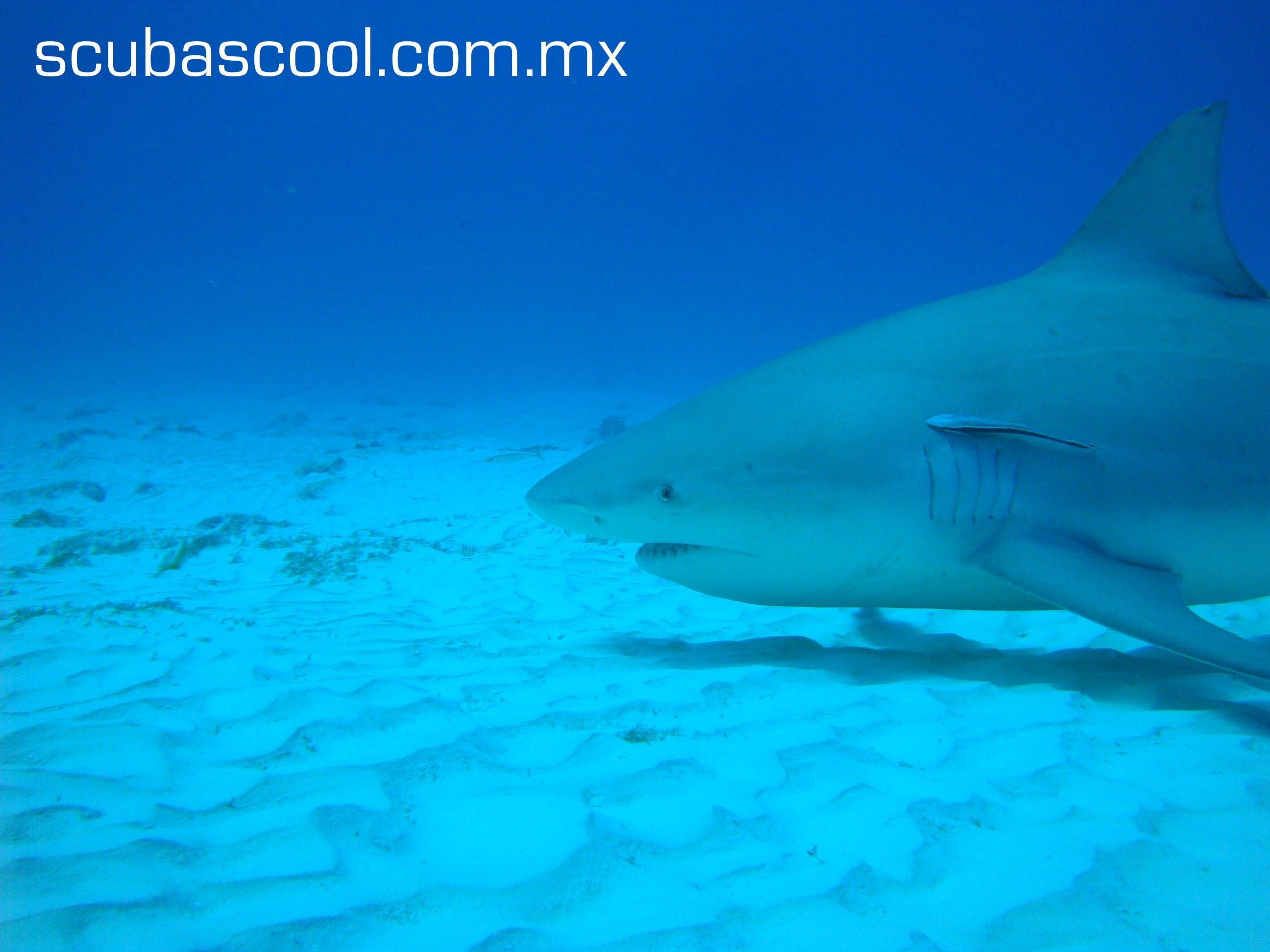 bull shark diving playa del carmen. mexico