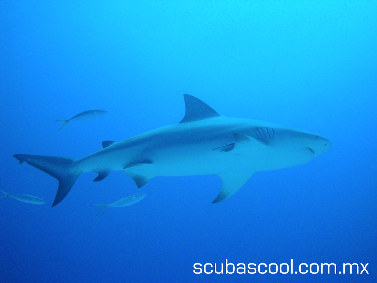 bull shark diving playa del carmen. mexico