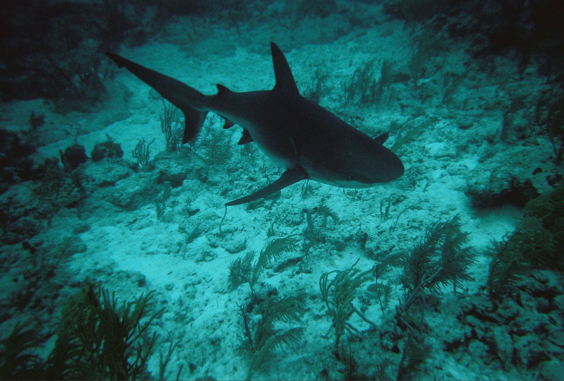 Bull Shark - Nassau Bahamas 05