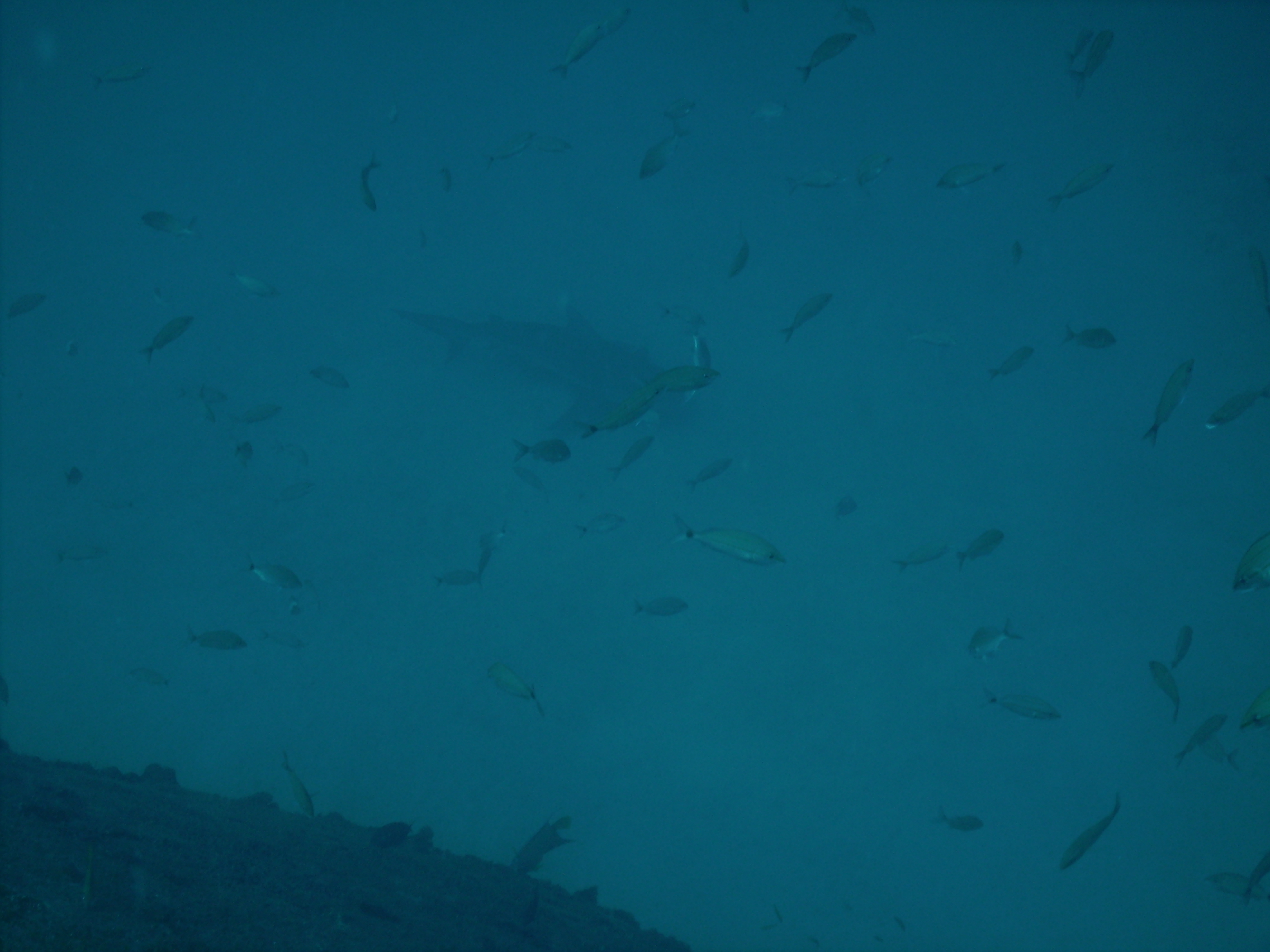 BULL SHARK ON THE USS BIBB