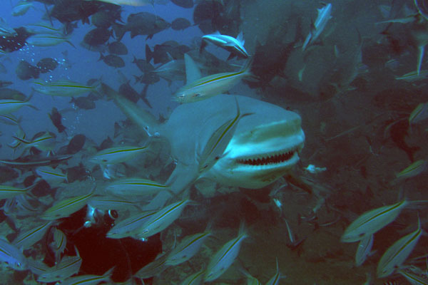 Bull-Shark