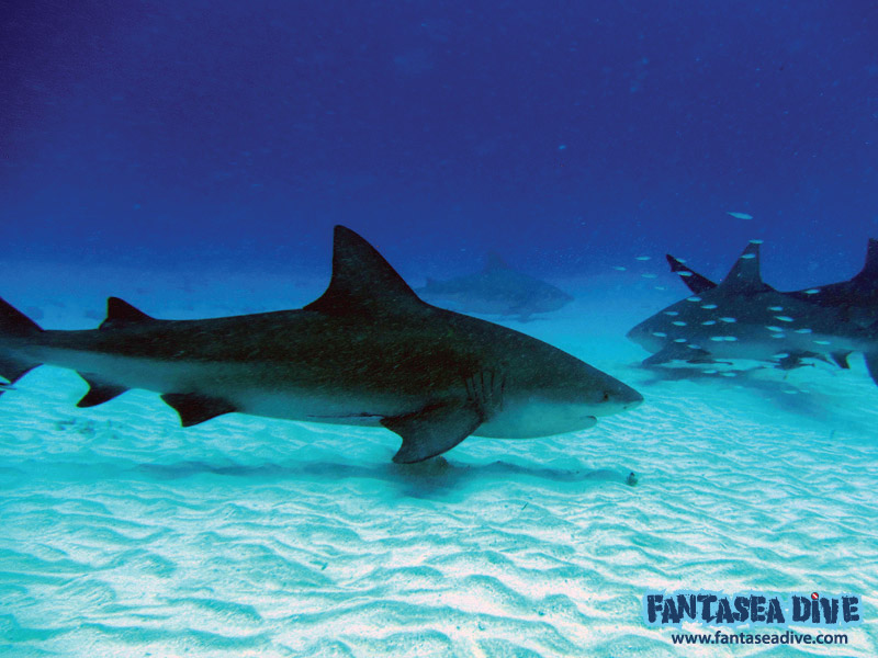 Bull Sharks in Playa Del Carmen