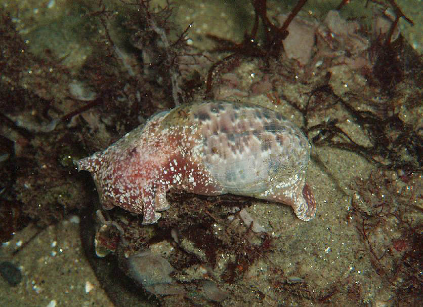 Bulla gouldiana, or Gould's Bubble snail