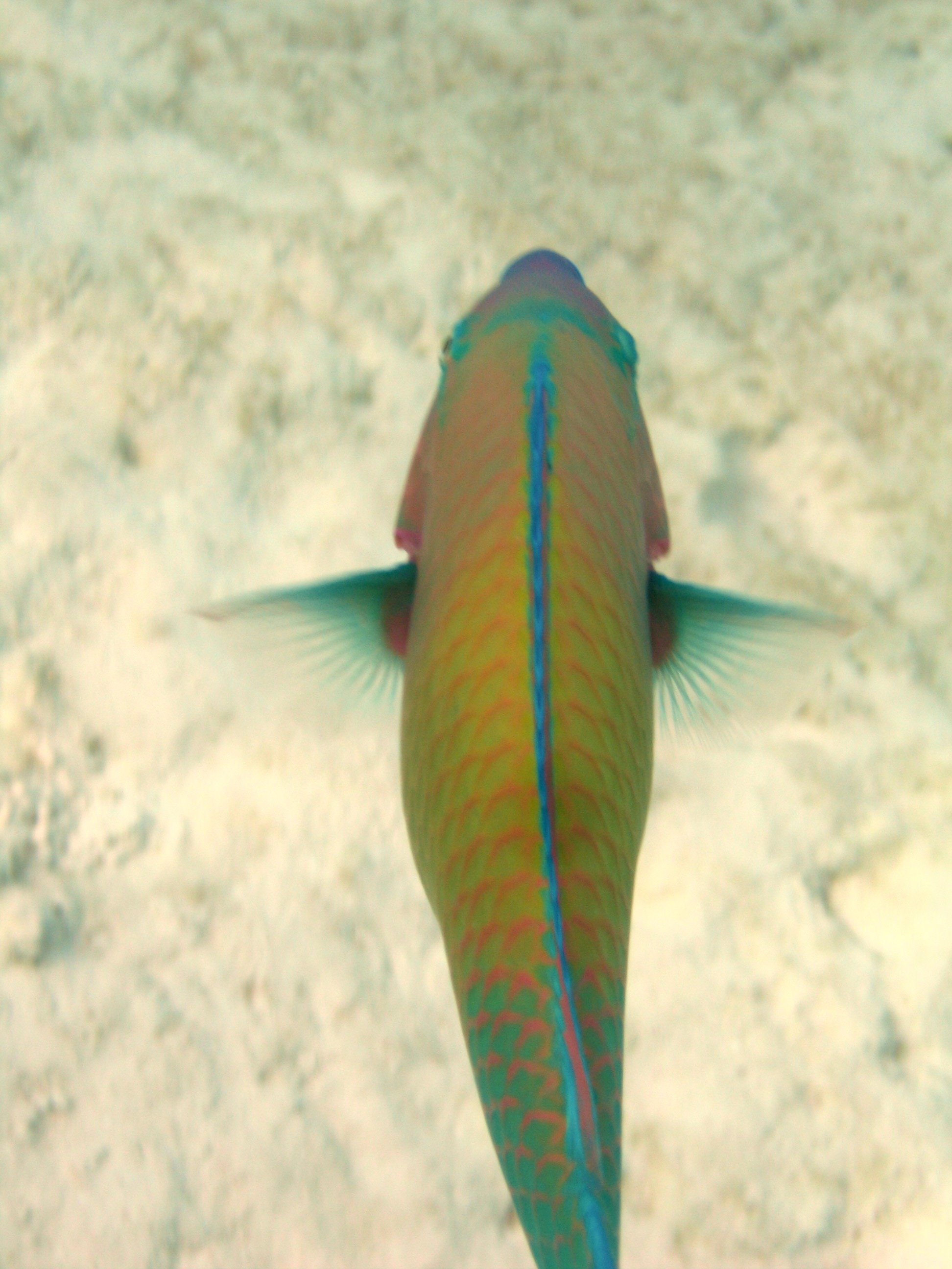 Bullethead parrotfish at Ypao Beach, Guam.