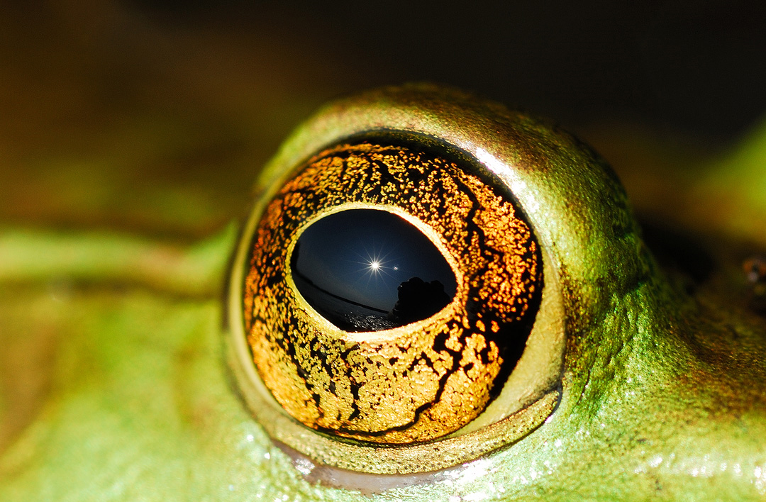 Bullfrog Eye Detail