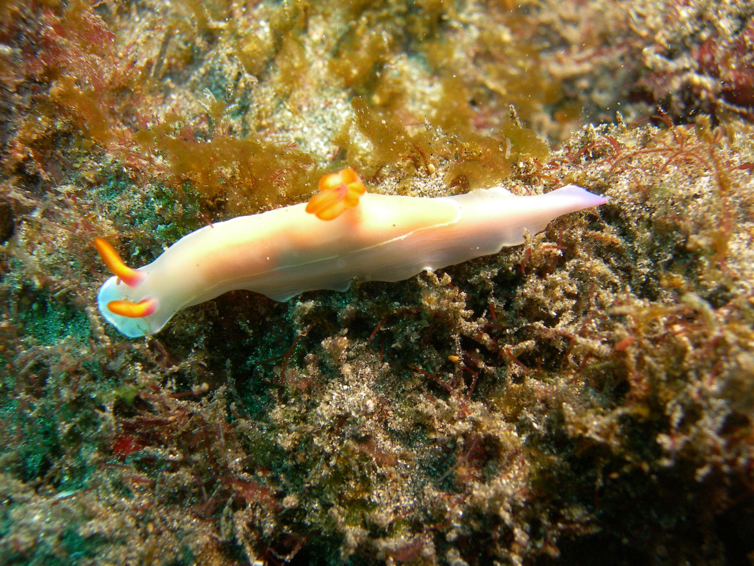 BULLOCK'S HYPSELODORIS