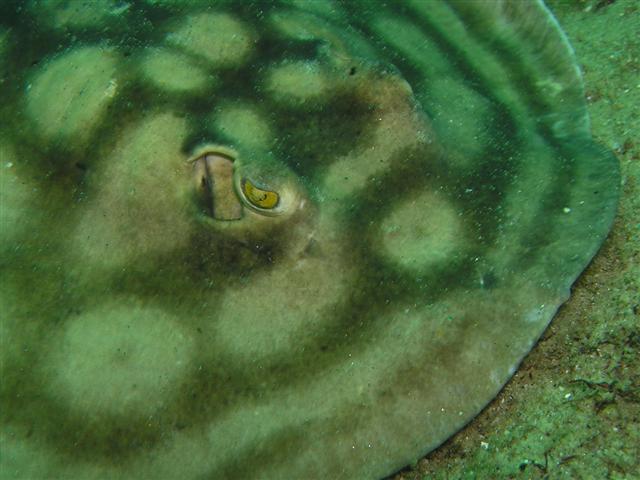 Bulls eye ray Cabo San Lucas MX