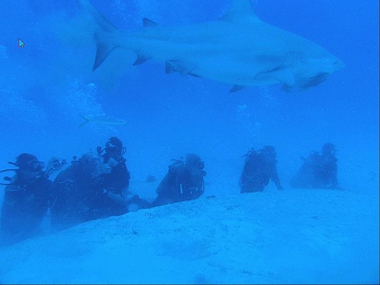 Bullsharks