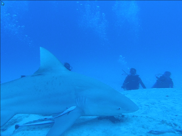 Bullsharks