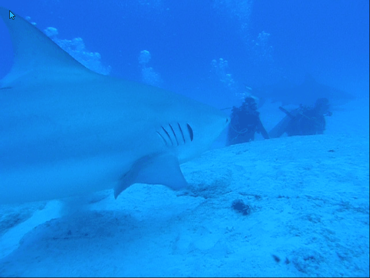 Bullsharks