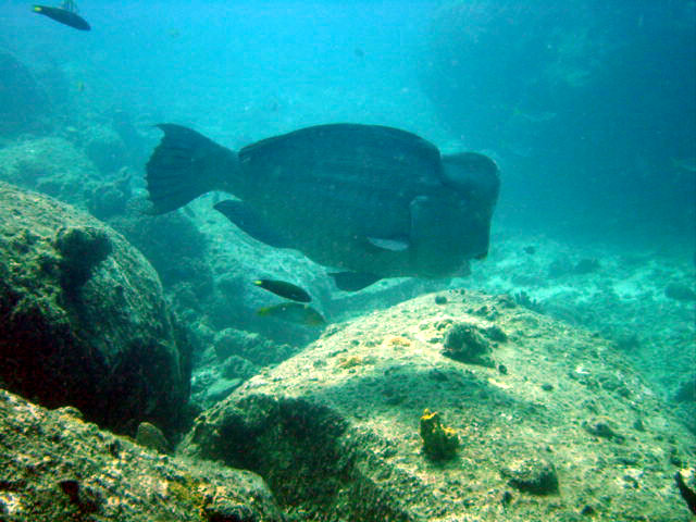 Bump Head Parrot Fish