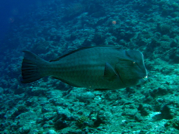 Bump Head Parrotfish