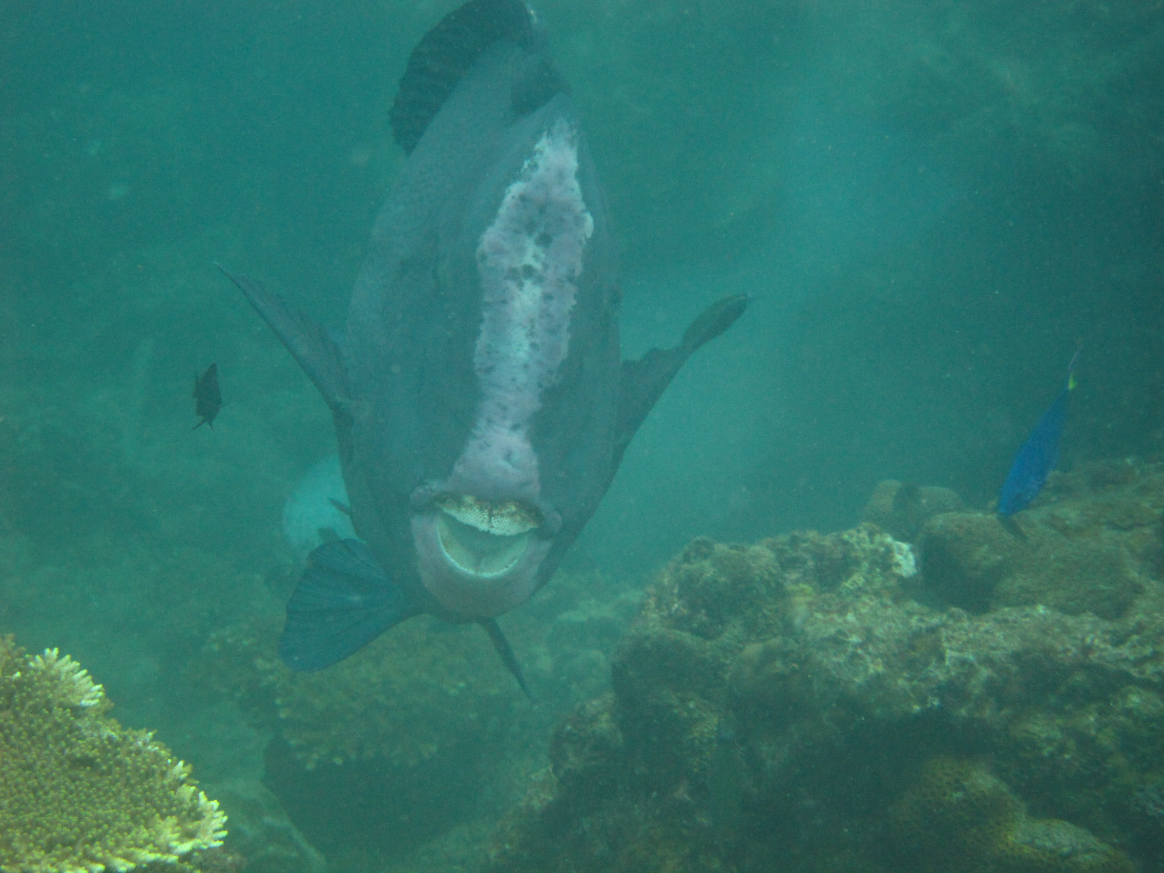 Bumperhead Parrotfish