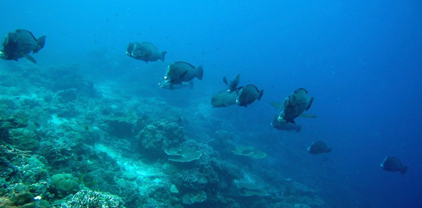 Bumphead Parrotfish emerging from the depths to feed in the morning