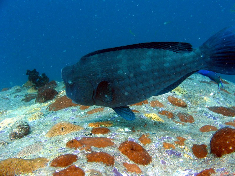 Bumphead parrotfish