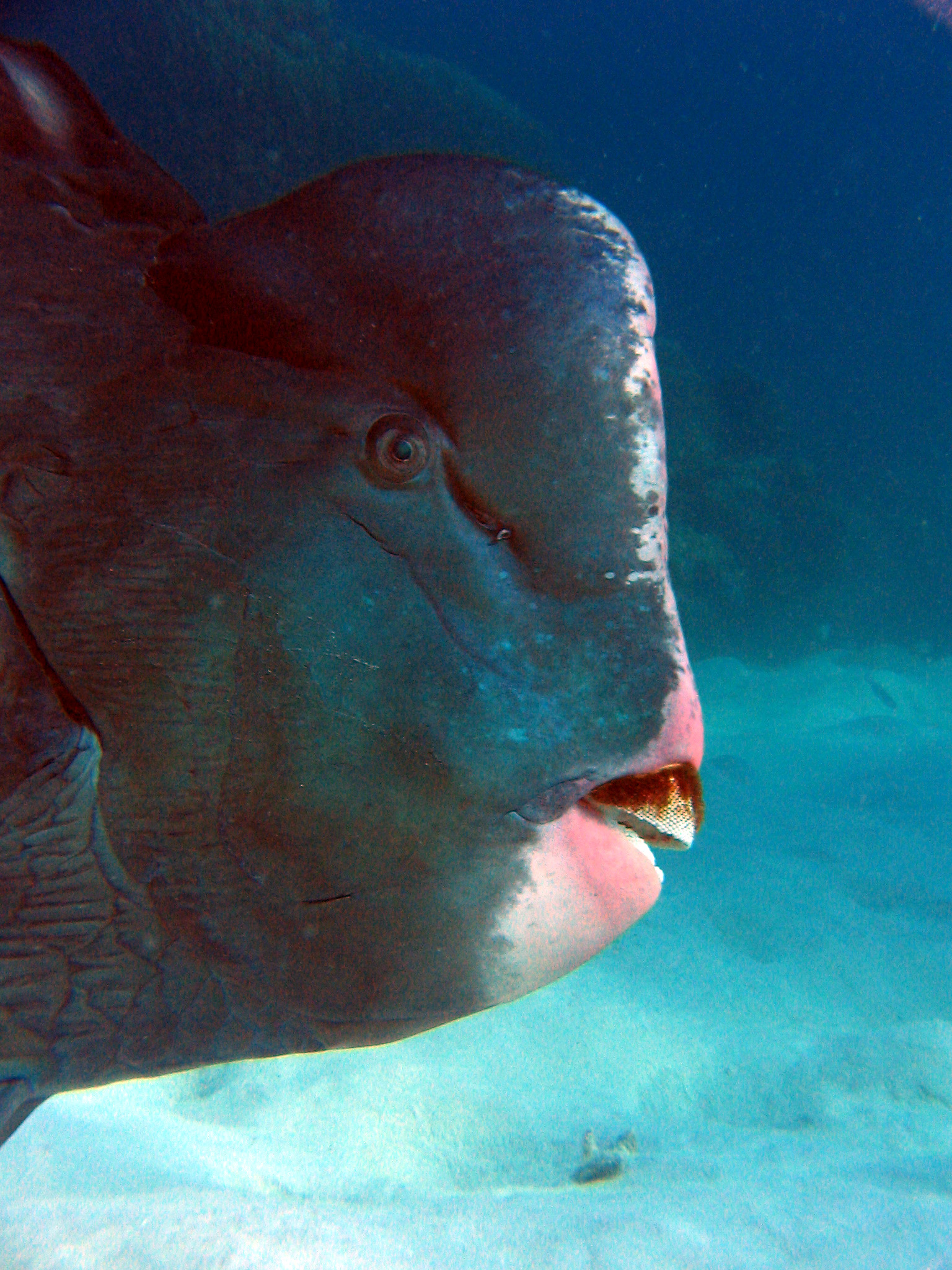 Bumphead Parrotfish