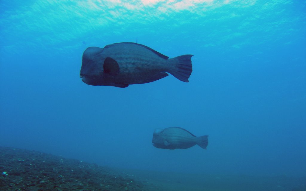 Bumphead Parrotfish