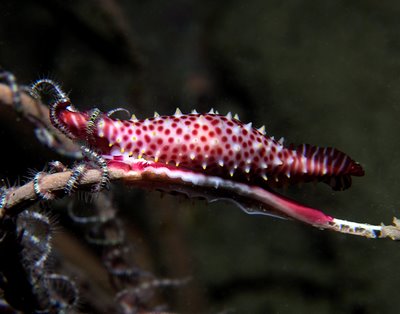 Bumpy Allied Cowry