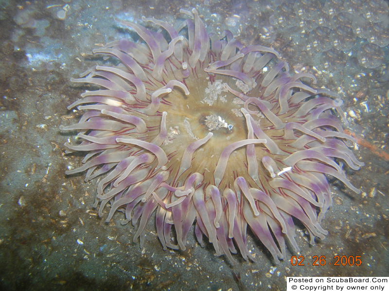 Buried anemone