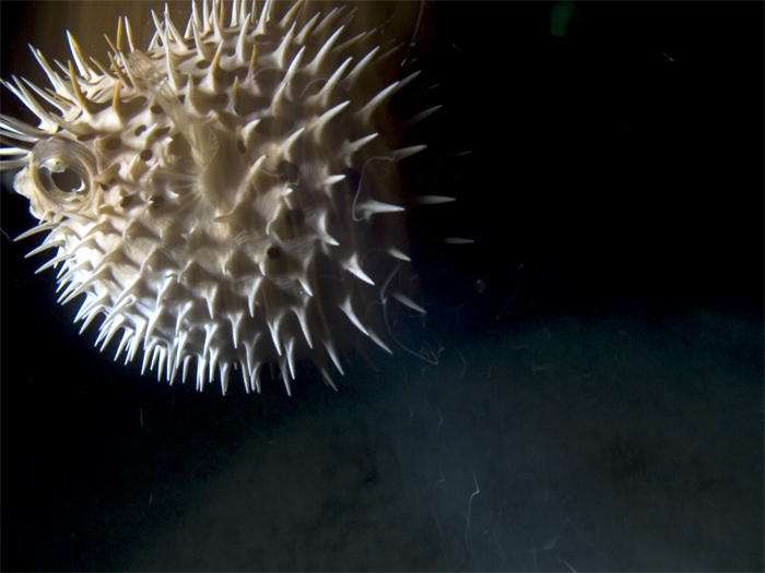 burrfish alarmed