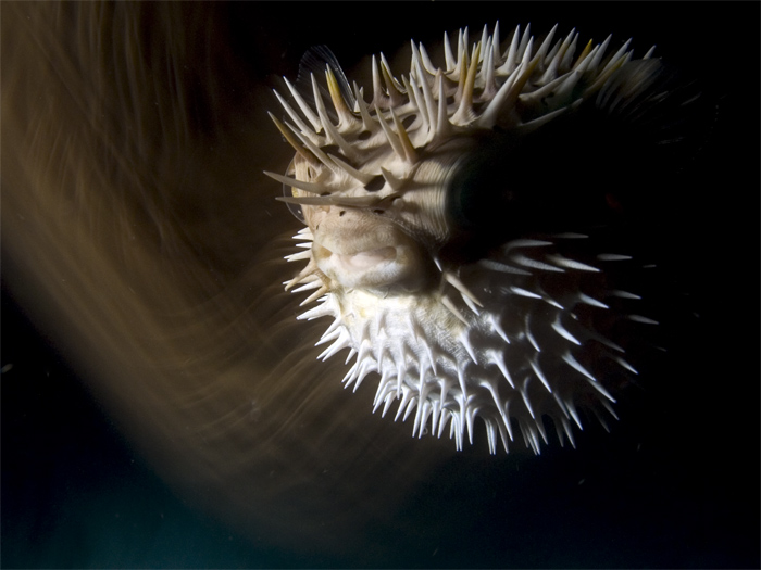 burrfish alarmed