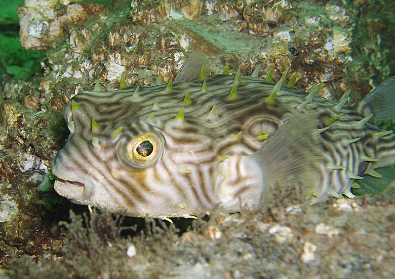 Burrfish - Destin Jetties