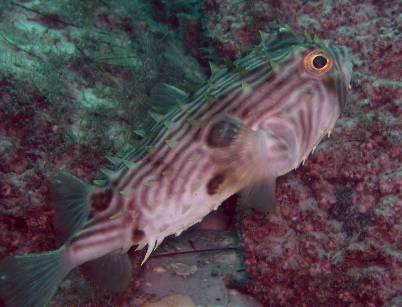 Burrfish - destin jetties
