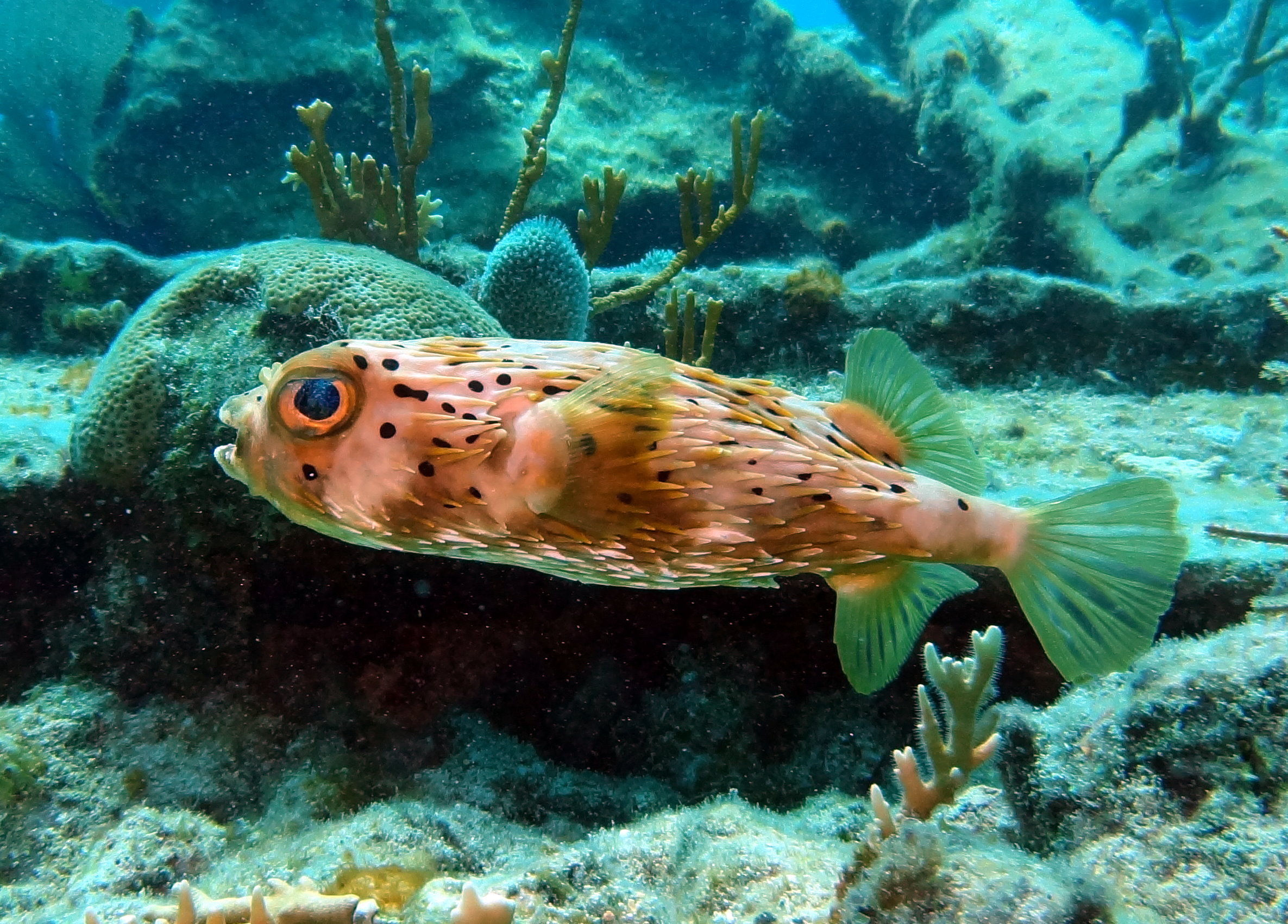 Burrfish Key Largo 15