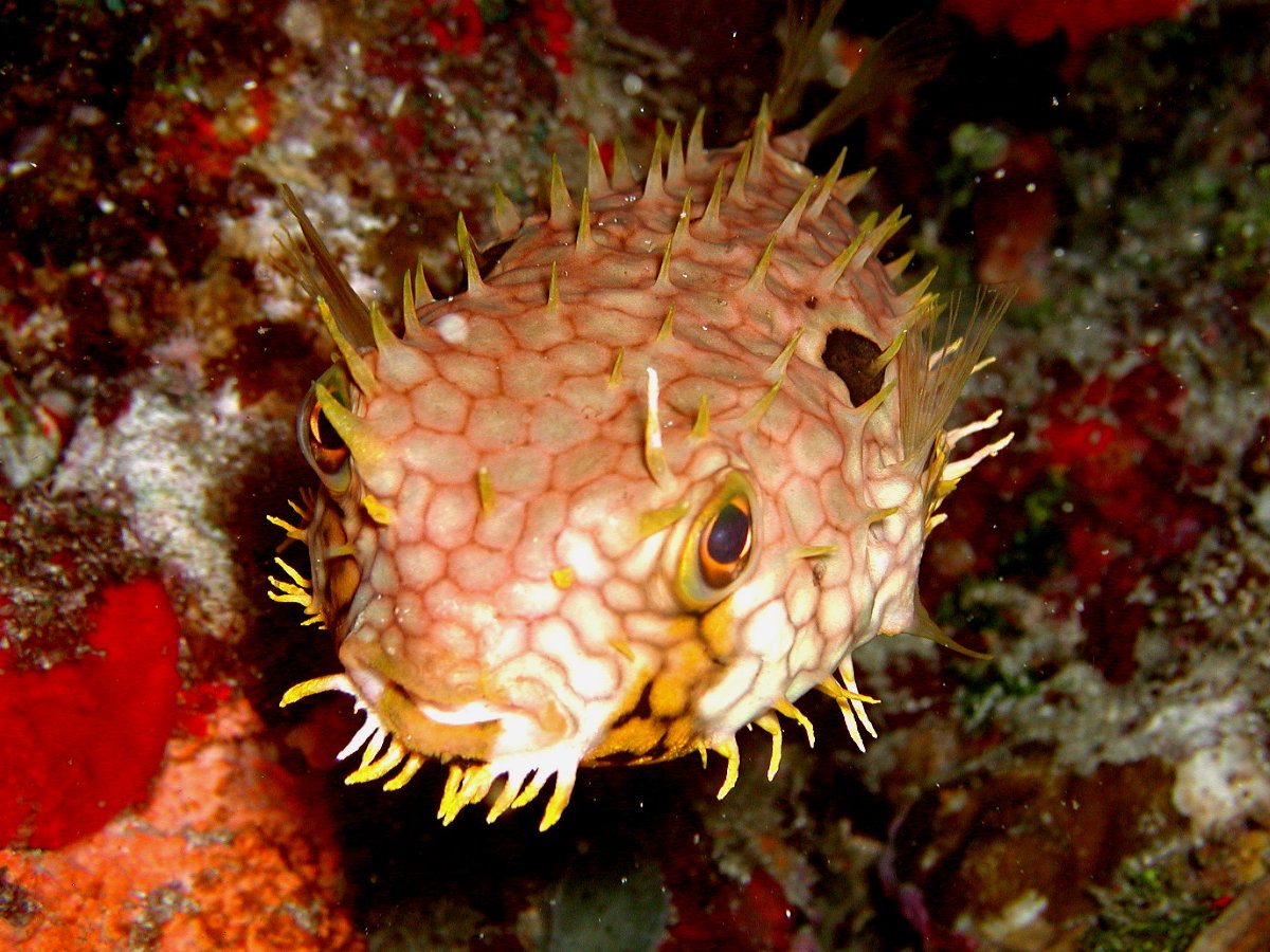 Burrfish_Saba