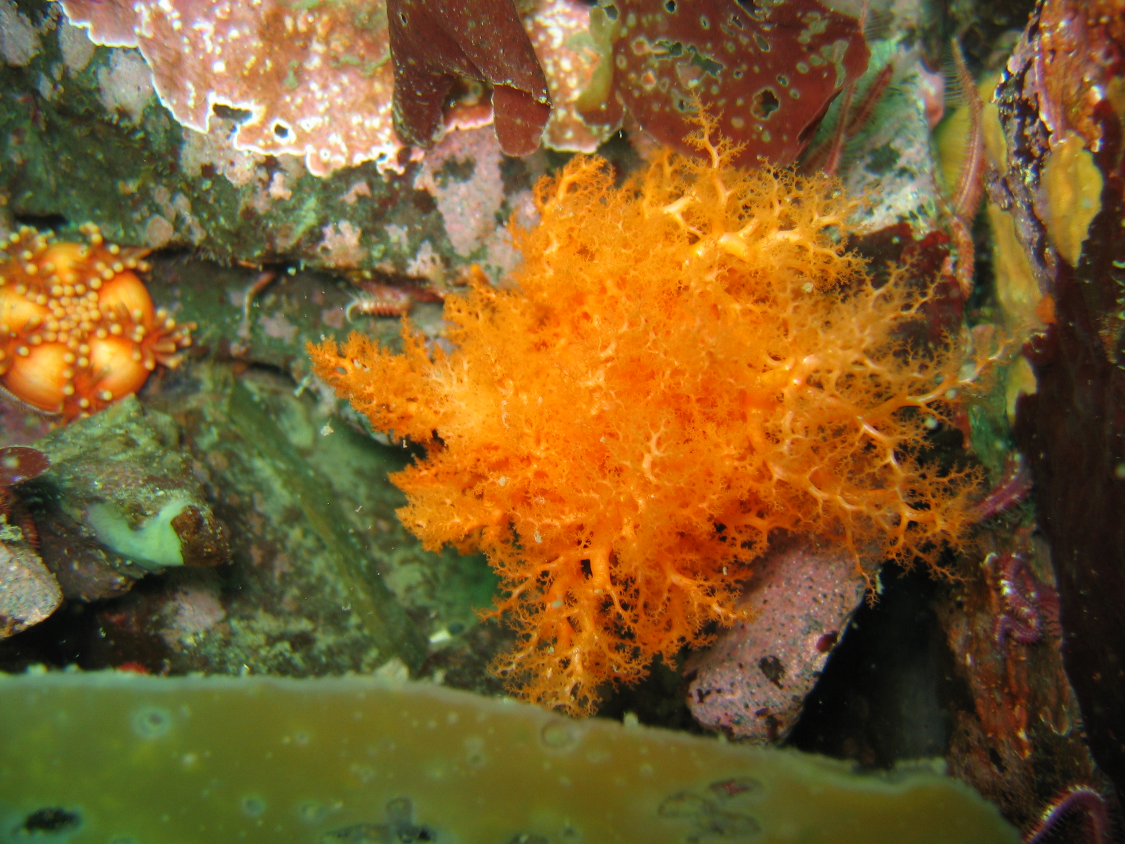 burrowing sea cucumber