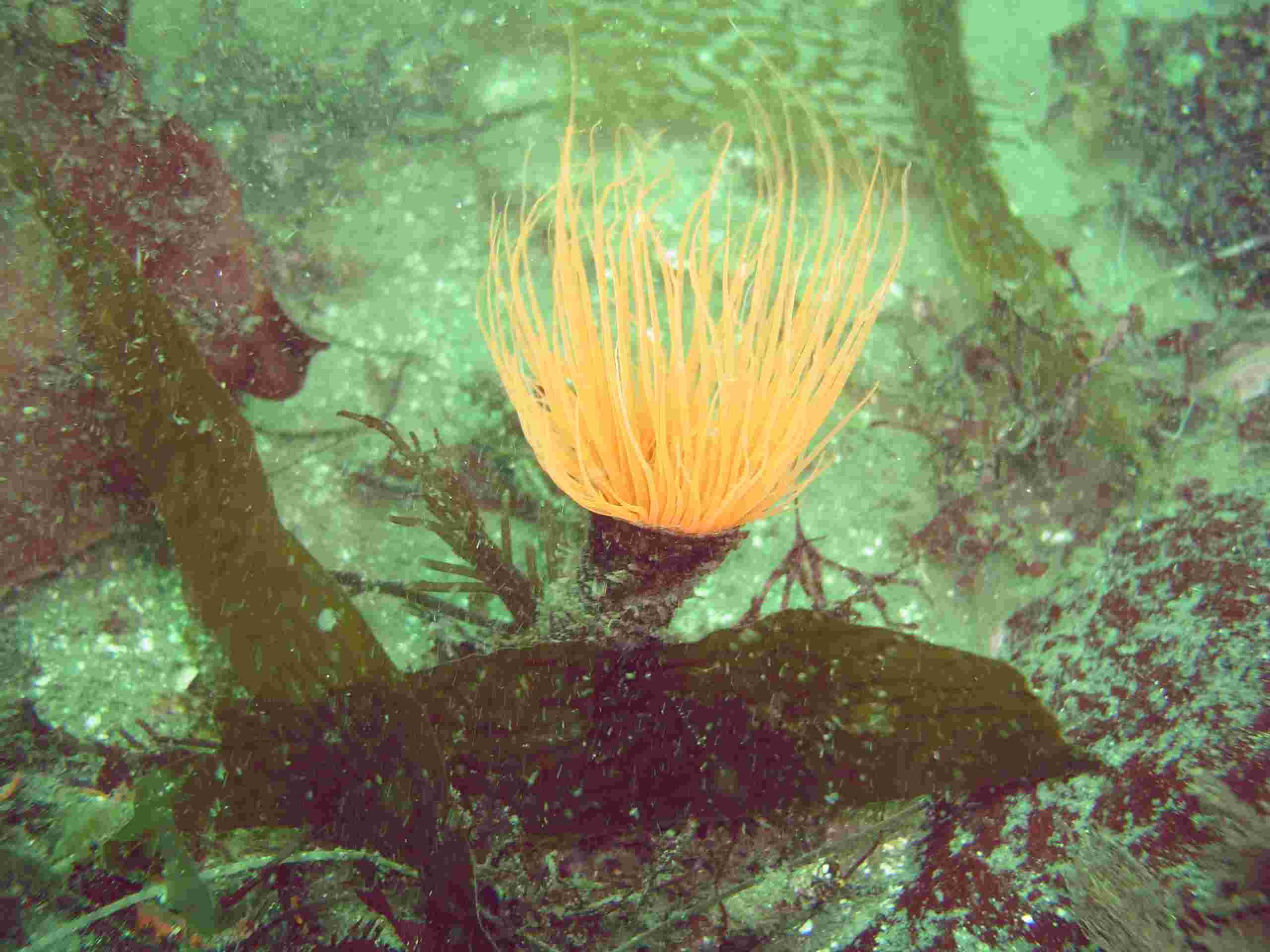 Burrowing Tube Anemone