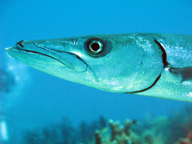 Business End of Barracuda