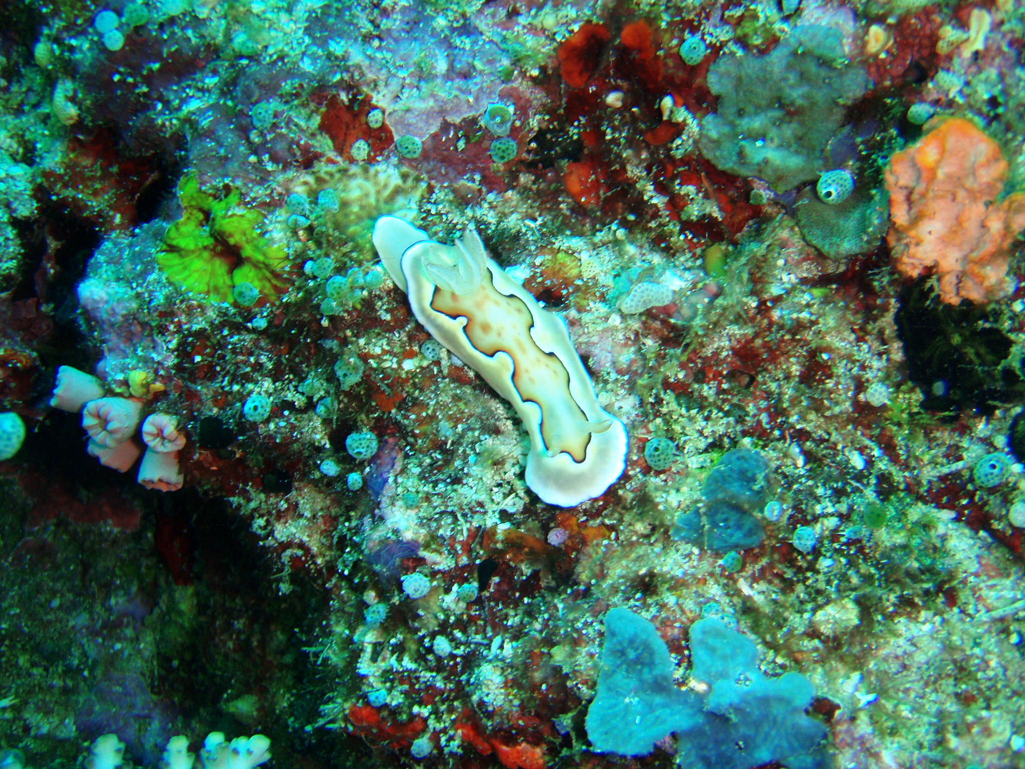 Butter colored Nudi