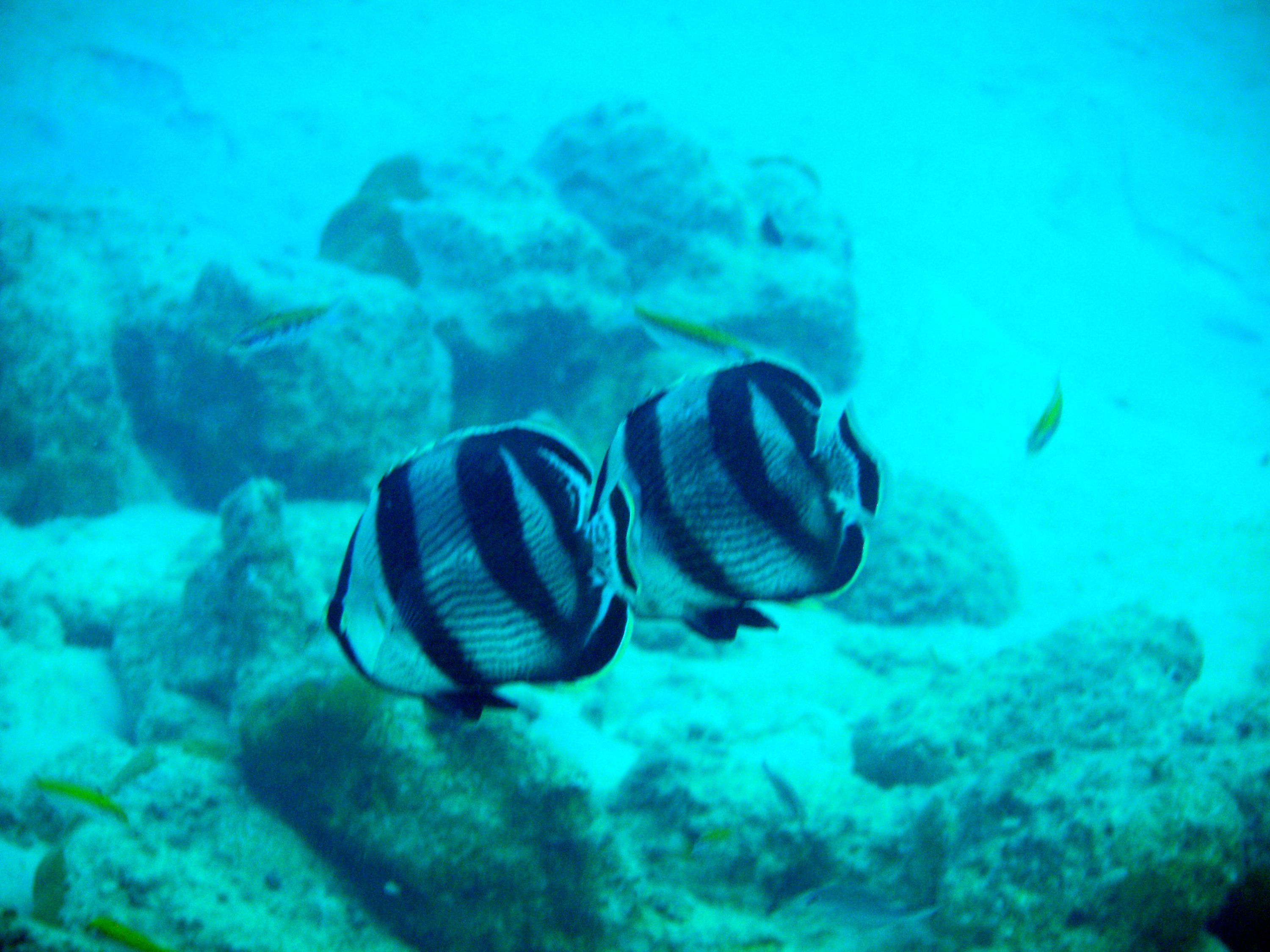 Butter_Fly_Fish_2_Bonaire_2009