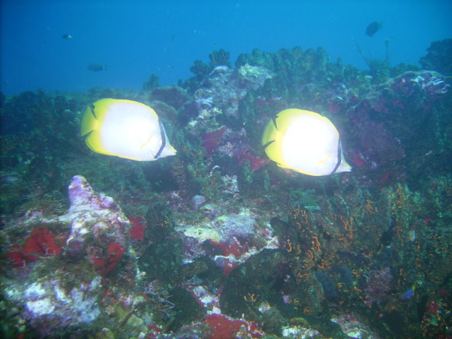 Butterfly Fish in Cancun