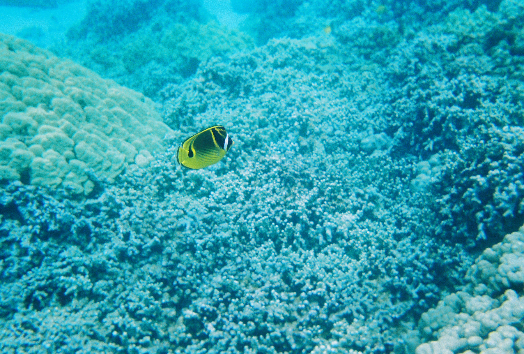 Butterfly fish (July 2006 in the Place of Refuge in Kona, Hawaii)