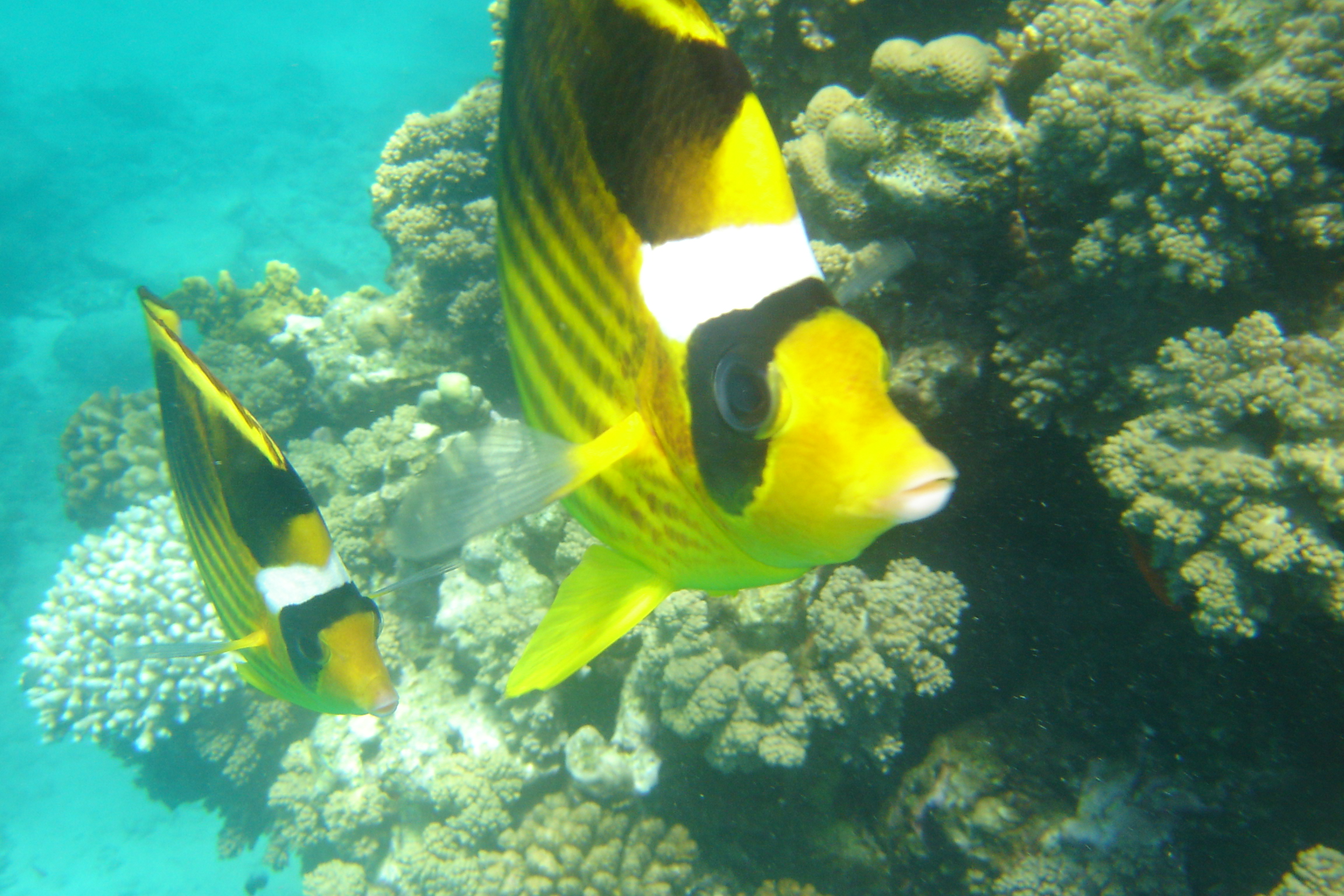 Butterfly Fish