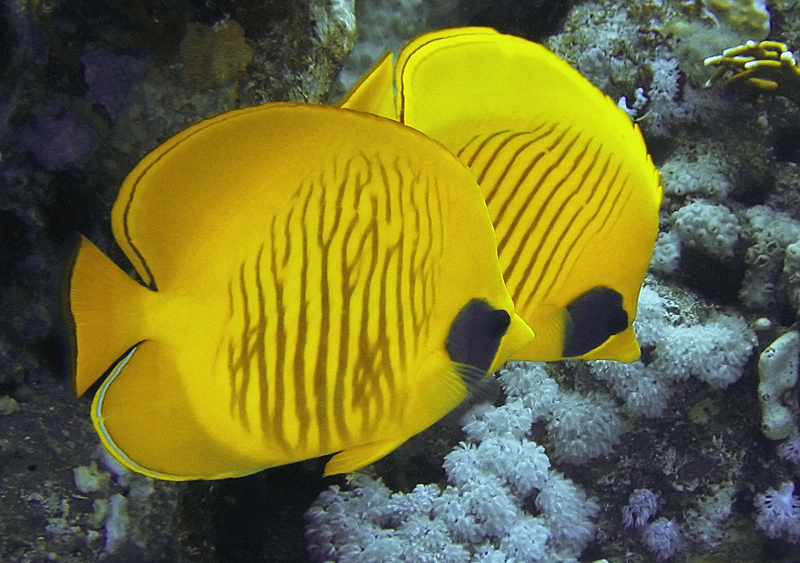 Butterfly fish