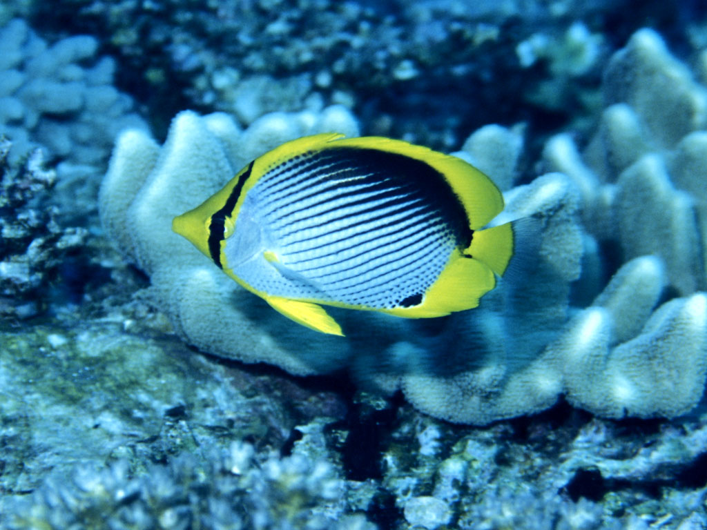 Butterfly Fish