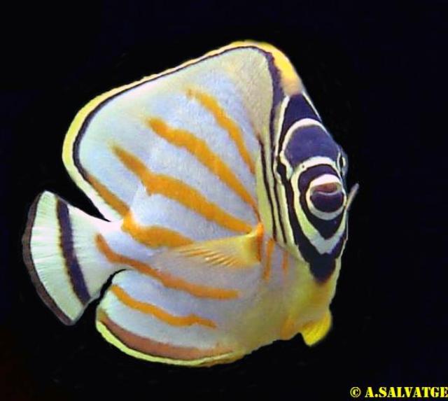 Butterfly fish