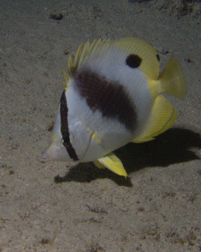 Butterfly Fish