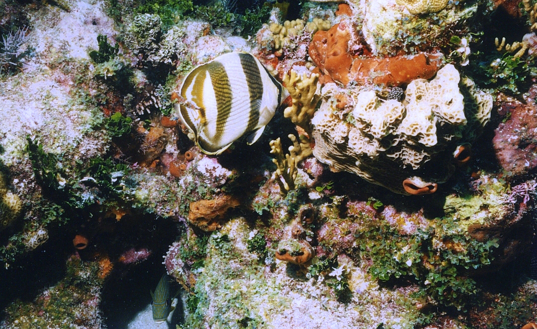 Butterfly on Coral