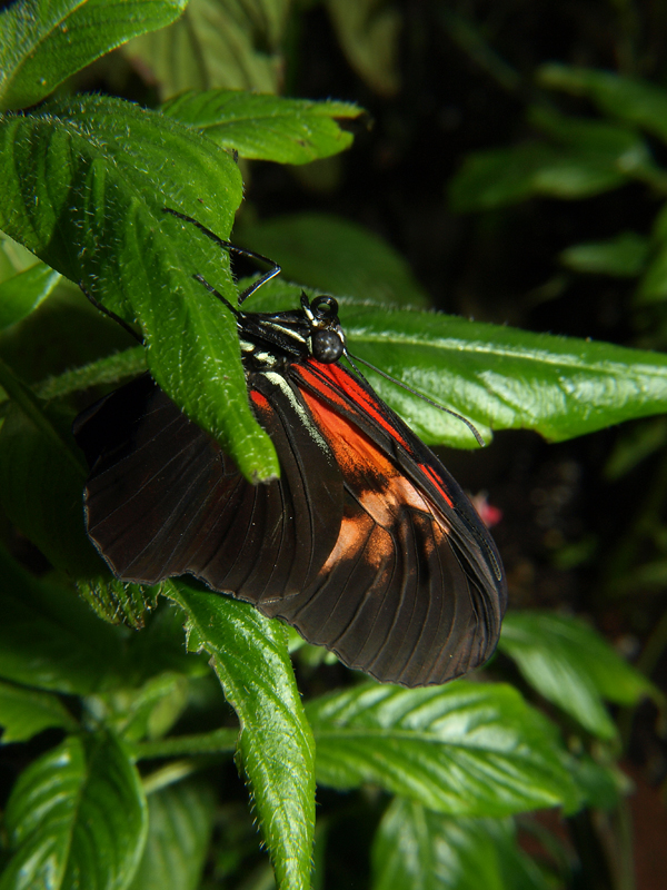 Butterfly Pavilion, Louisville Colorado