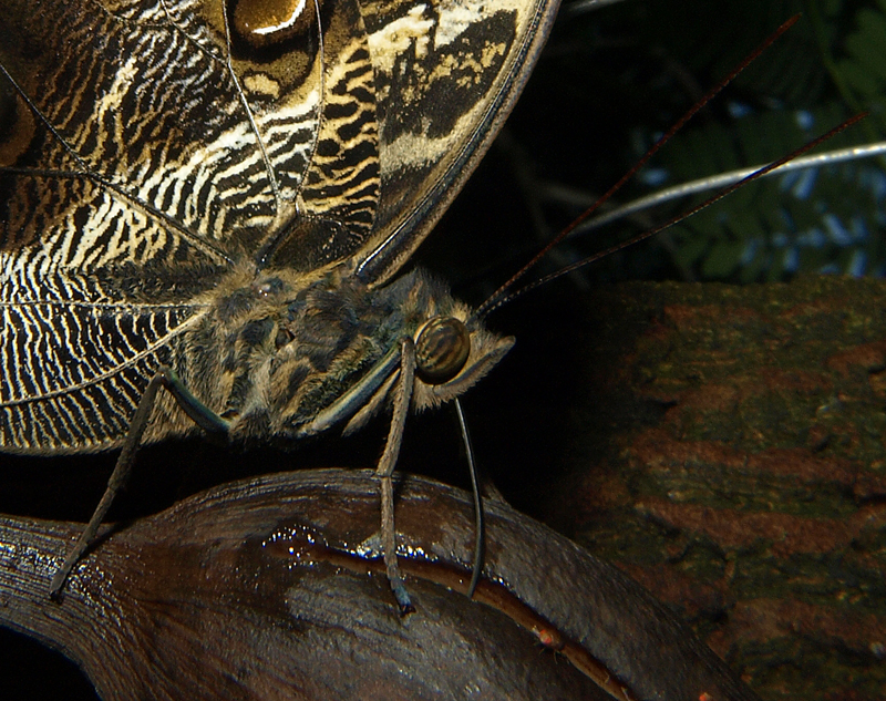 Butterfly Pavilion, Louisville Colorado