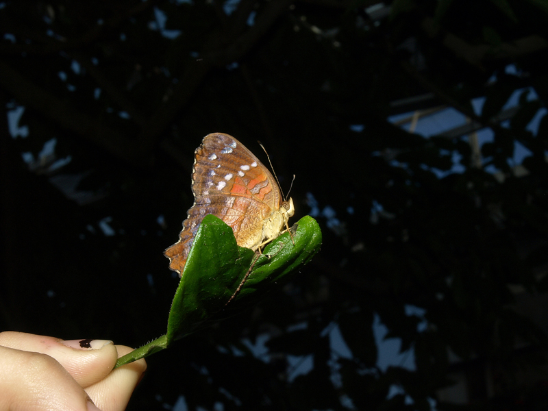 Butterfly Pavilion, Louisville Colorado