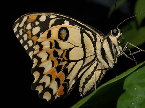 butterfly_at_oasis_hotel