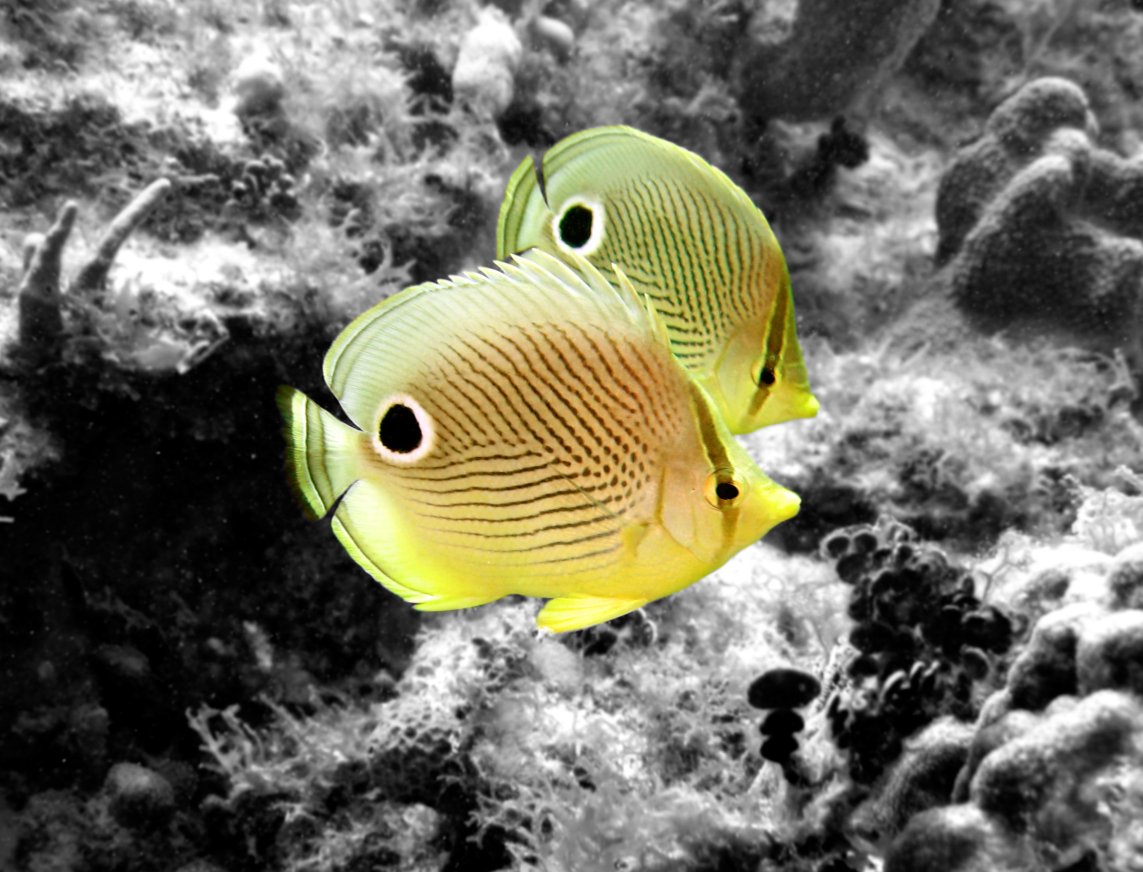 Butterfly_Fish-COLOR