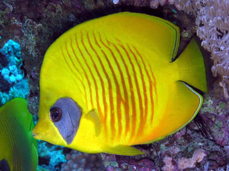 butterfly_fish